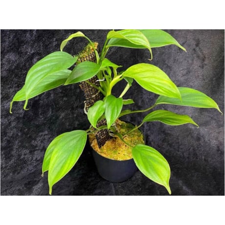 Philodendron sp. from Iquitos Peru [tanakay]