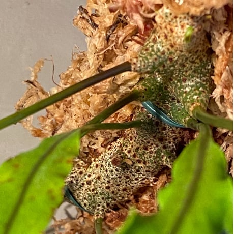 Lecanopteris sinuosa from Papua New Guinea