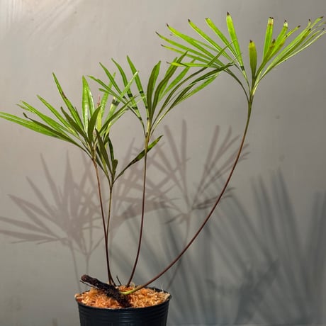 Dipteris lobbiana  from Kapuas hulu West Kalimantan