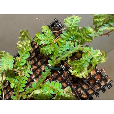 Selaginella willdenowii