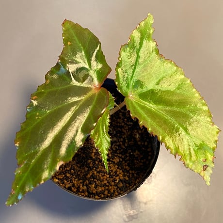 Begonia cf. laruei from Aceh sumatera [LA0216-02]