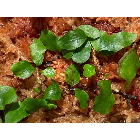 Microgramma heterophylla 伊藤蟻植物農園