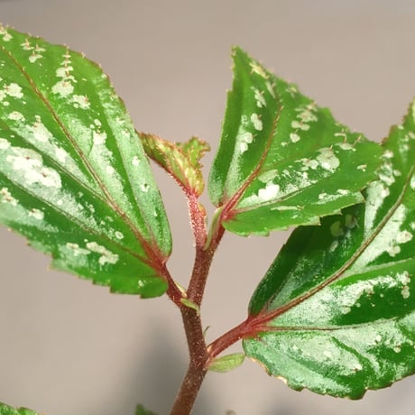 Begonia sp. "Matang-3" from Matang Sarawak [RIO]