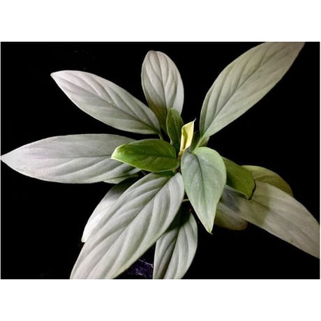 Homalomena sp . from Jerteh [TK090118-2]