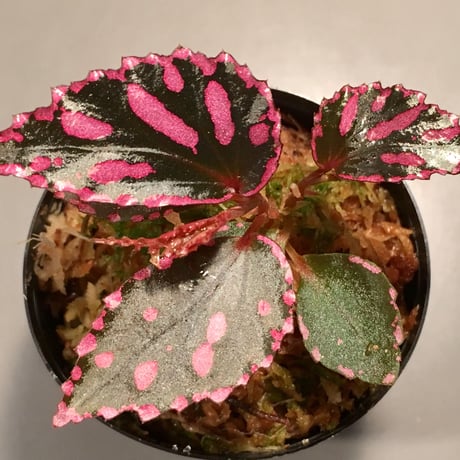 Begonia sp. from Julau [R1214-01b] ボッチ株