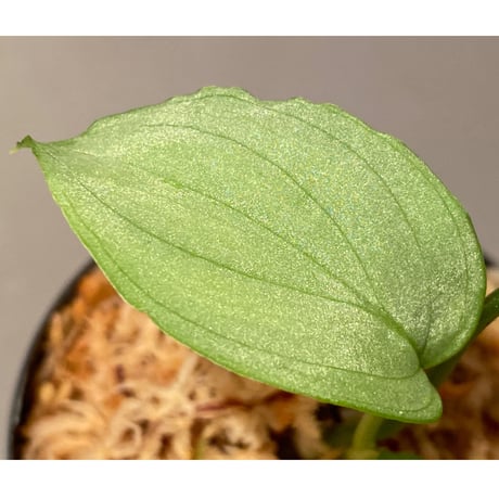 Homalomena sp. "Emerald Silver × ?" wf1 from Kepulauan Riau [KZT]