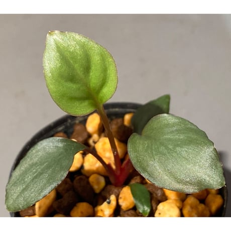 Homalomena 'Rec1-29' K0718-f1 [KZT]