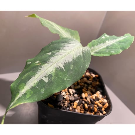 Aglaonema pictum tricolor from Aceh sumatera [LA0913-M2]