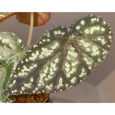 Begonia variabilis from Khao Luan Thailand [TK]