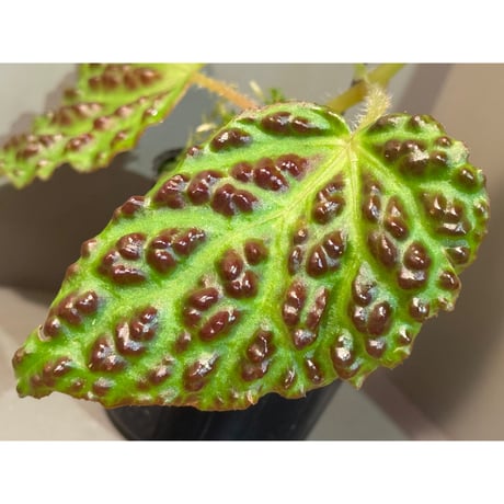 Begonia dracopelta from Borneo