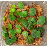 Begonia lichenora (sp.Mini) from Kalimantan Sarawak border [LA]