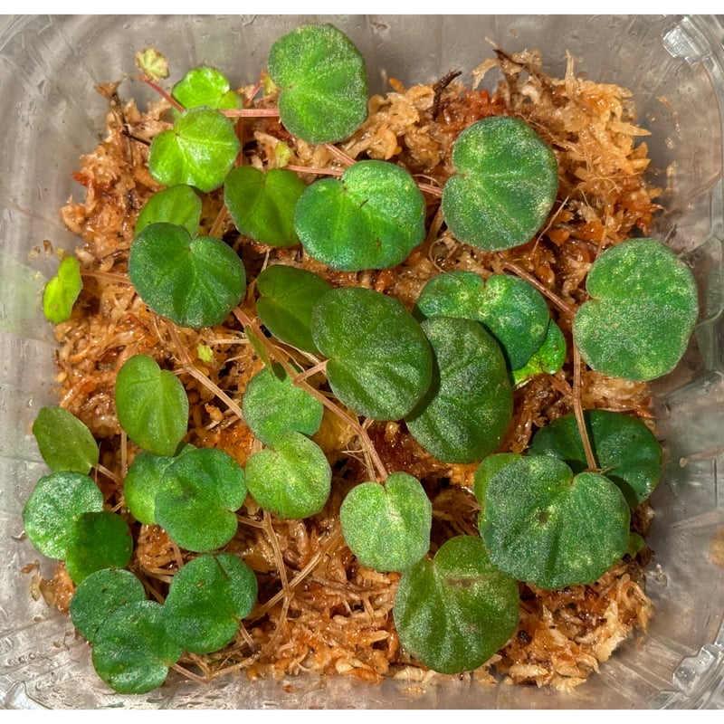 その他観葉植物 lichenora 大株) Begonia lichenora (sp.Mini) from Kalimanta