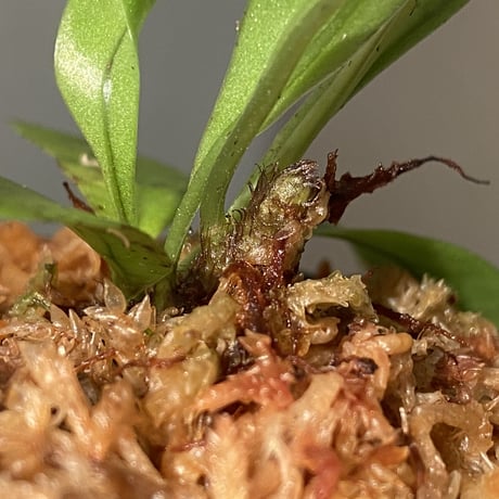 Asplenium sp. from Sangkhlaburi Kanchanaburi Thailand ①