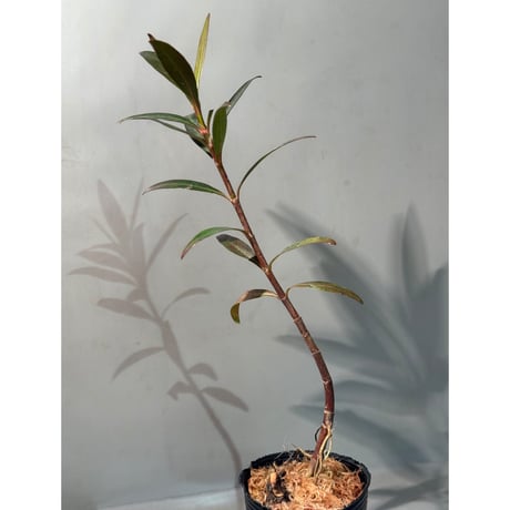 Mi Nuong Tree from Phu Yen Vietnam ②