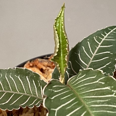 Ardisia sp. from Perlis Malaysia
