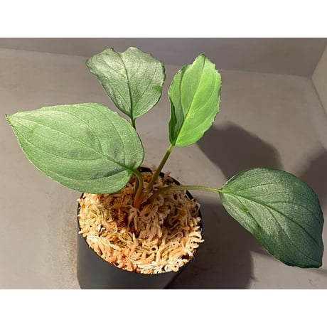 Homalomena sp. "Shirogane" SGR from Pulau Linga [HW1017-XX]