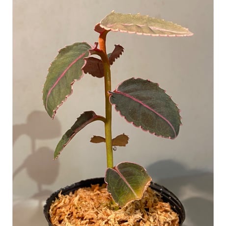 Labisia sp. from Malaysia [KN]