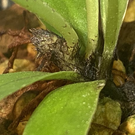 Asplenium sp. from Sangkhlaburi Kanchanaburi Thailand