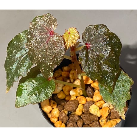 Begonia sp. from North Toraja [S0919-02] 伊藤蟻植物農園