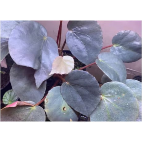 Begonia sp. f1 from Sumatera [NT ORCHID]
