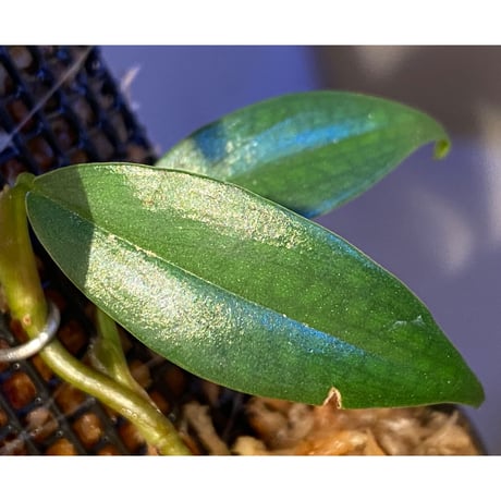 Philodendron sp. from Colombia [tanakay]