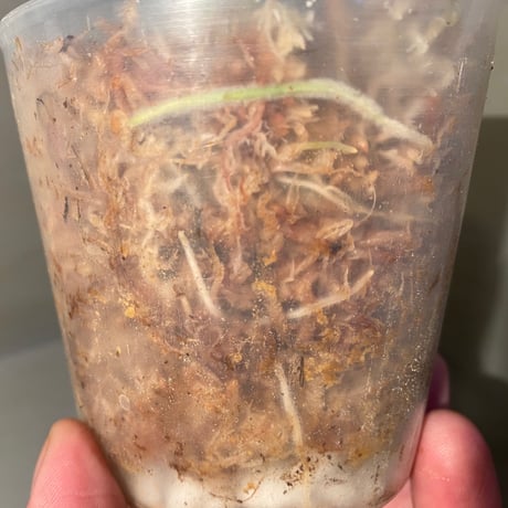 Homalomena sp. from Riau sumatera [LA1119-02]