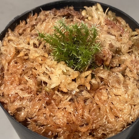 Moss "Sumatra utara" Sumatra [TB] ②