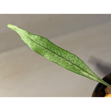Microsorum scandens from North Island New Zealand