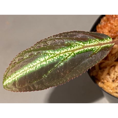 Sonerila sp. from Trat Thailand ②
