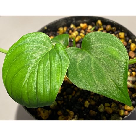 Homalomena sp. "Aceh selatan" from Aceh sumatera [TB]