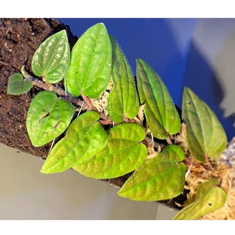 Piper sp. from India