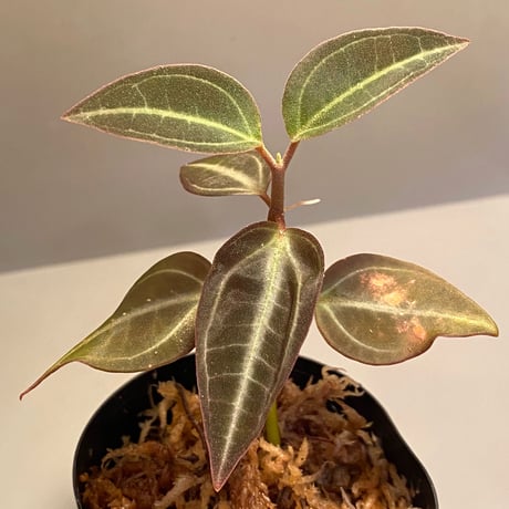 Pachycentria sp. from Selangor