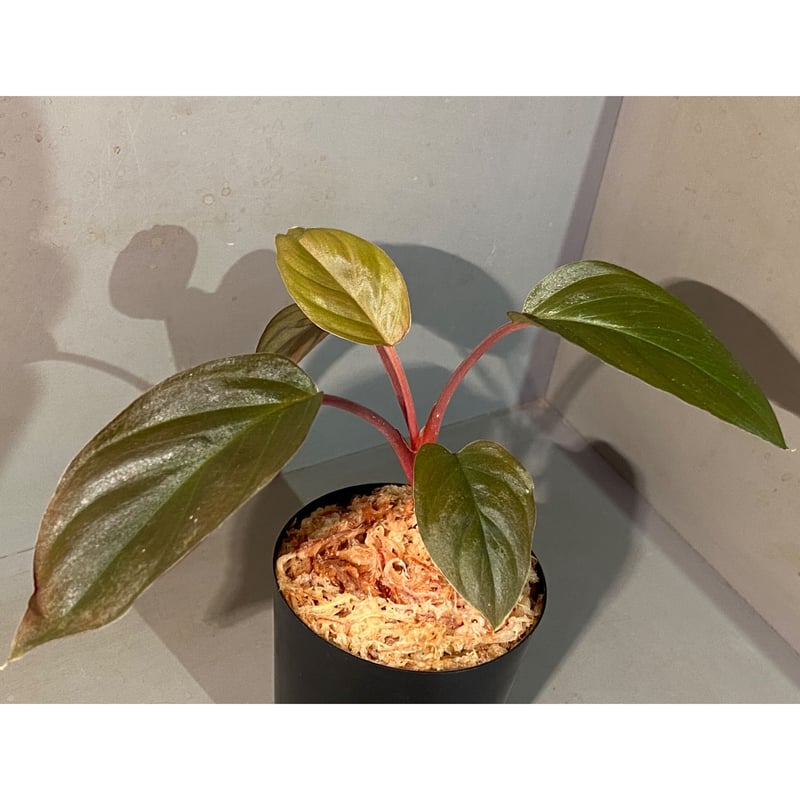 Homalomena sp. from Sarawak | M・R・G・R