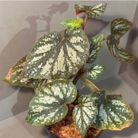 Begonia cf. curtisii from Krabi Thailand | M・R・G・R