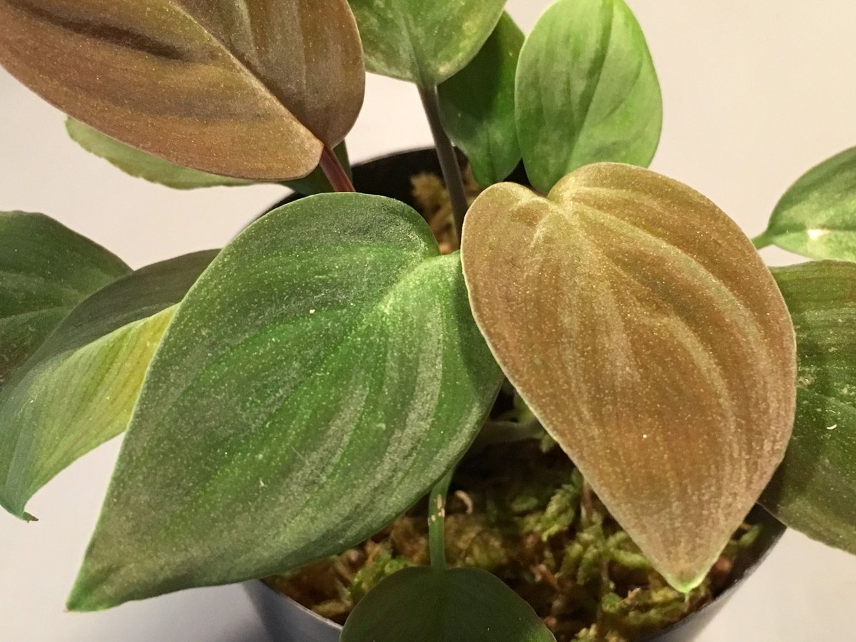 Homalomena sp. from Kapuas hulu | M・R・G・R