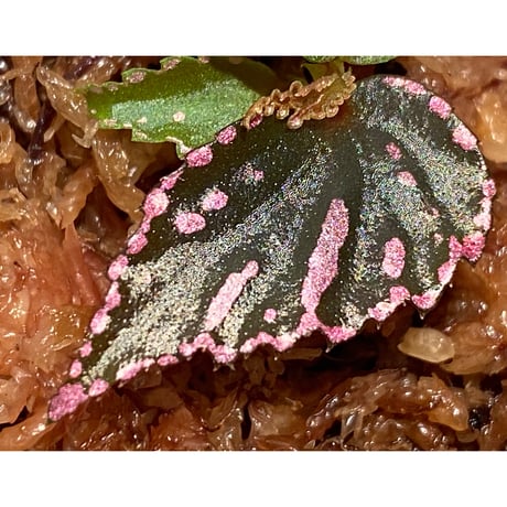 Begonia sp. ぼっち株 from Julau [R1214-01b]