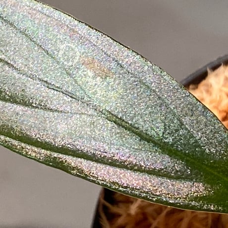 Homalomena sp. "濡烏" from Riau sumatera [LA0518-02]