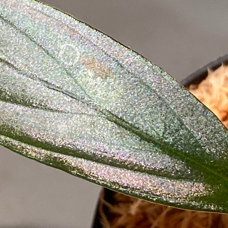 Homalomena sp. 