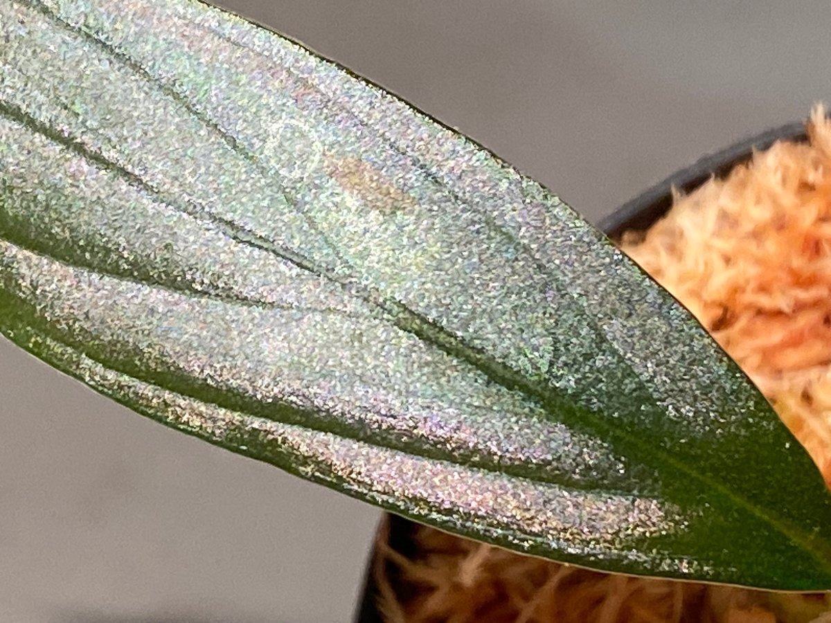 Homalomena sp. Homalomena sp.