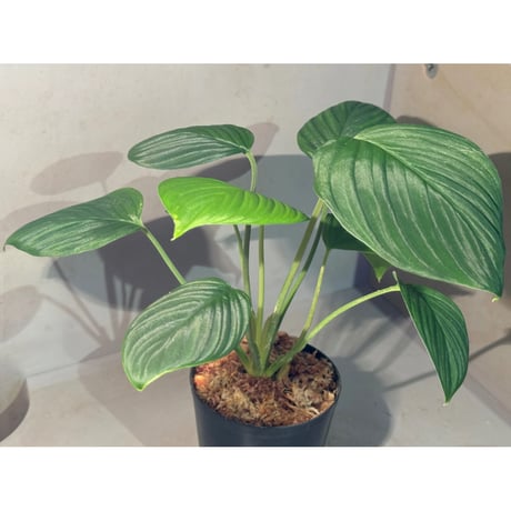 Homalomena sp. "Aceh selatan3" from Aceh Sumatra [TB2303]