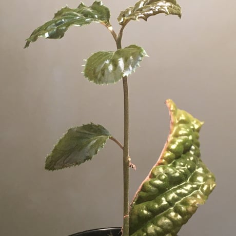 Ardisia sp. from Bengkulu [LA0315-1]