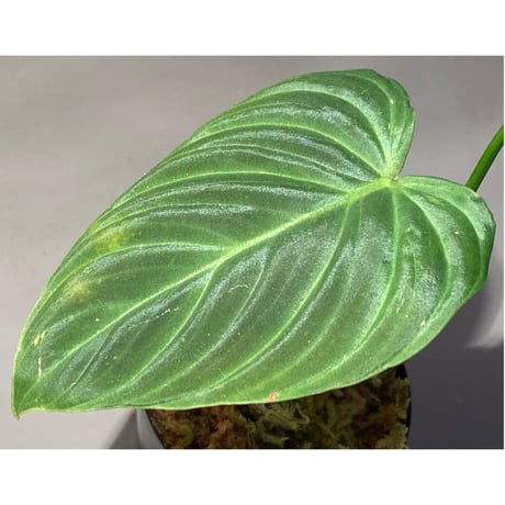 Philodendron triumphan