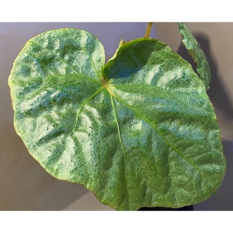 (大株) Begonia sp. from Na Hang ベトナム北部産 [TK]