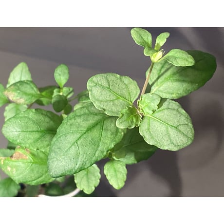 Hemigraphis reptans from Mindanao [KSB]