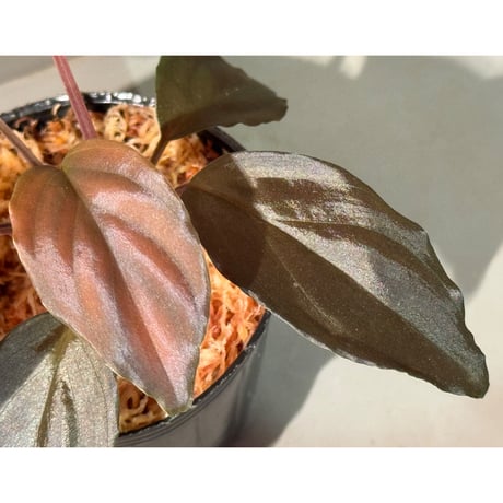 Homalomena sp. "Glossy Purple" from Malaysia