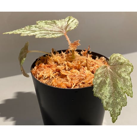 Begonia cv. Jaggy [LA0314-00-f1]