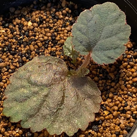 Begonia sp. from Tuyen Quang [YH1117] TK