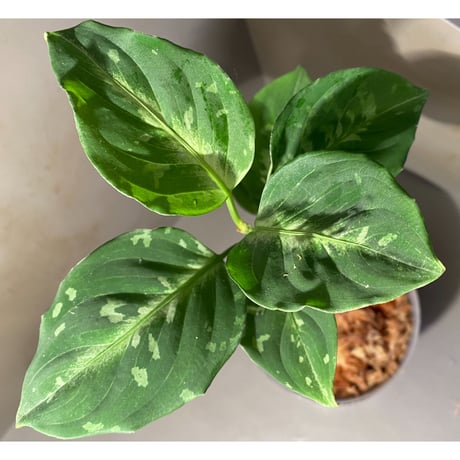 Aglaonema pictum モザイク CW1302 from Sumatra barat [TB]