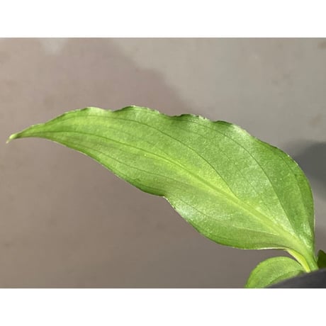 Aglaonema pictum GW1908 プレリュード"Padang sidempuan" [TB]