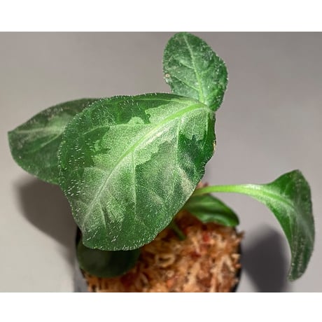 Gymnostachyum sp. from Aceh sumatera [LA1116-02]